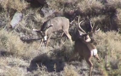 Arizona Mule Deer Bucks Fight to the Death