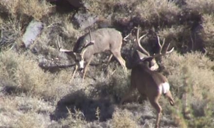 Arizona Mule Deer Bucks Fight to the Death