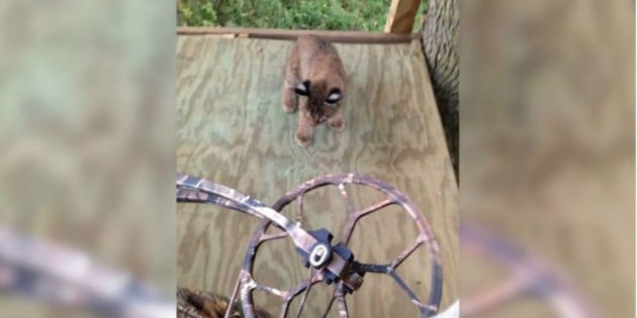 Baby Bobcats Climb Into Treestand with Deer Hunter