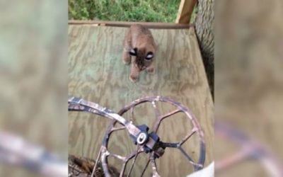 Baby Bobcats Climb Into Treestand with Deer Hunter
