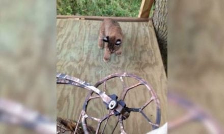 Baby Bobcats Climb Into Treestand with Deer Hunter