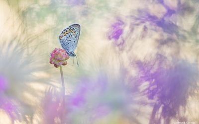 Beautiful Bokeh Assignment Winner Henrik Spranz