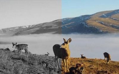 Browning Introduces 2018 Strike Force Pro XD Trail Camera