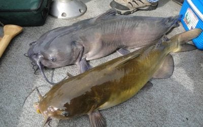 Catfish ID