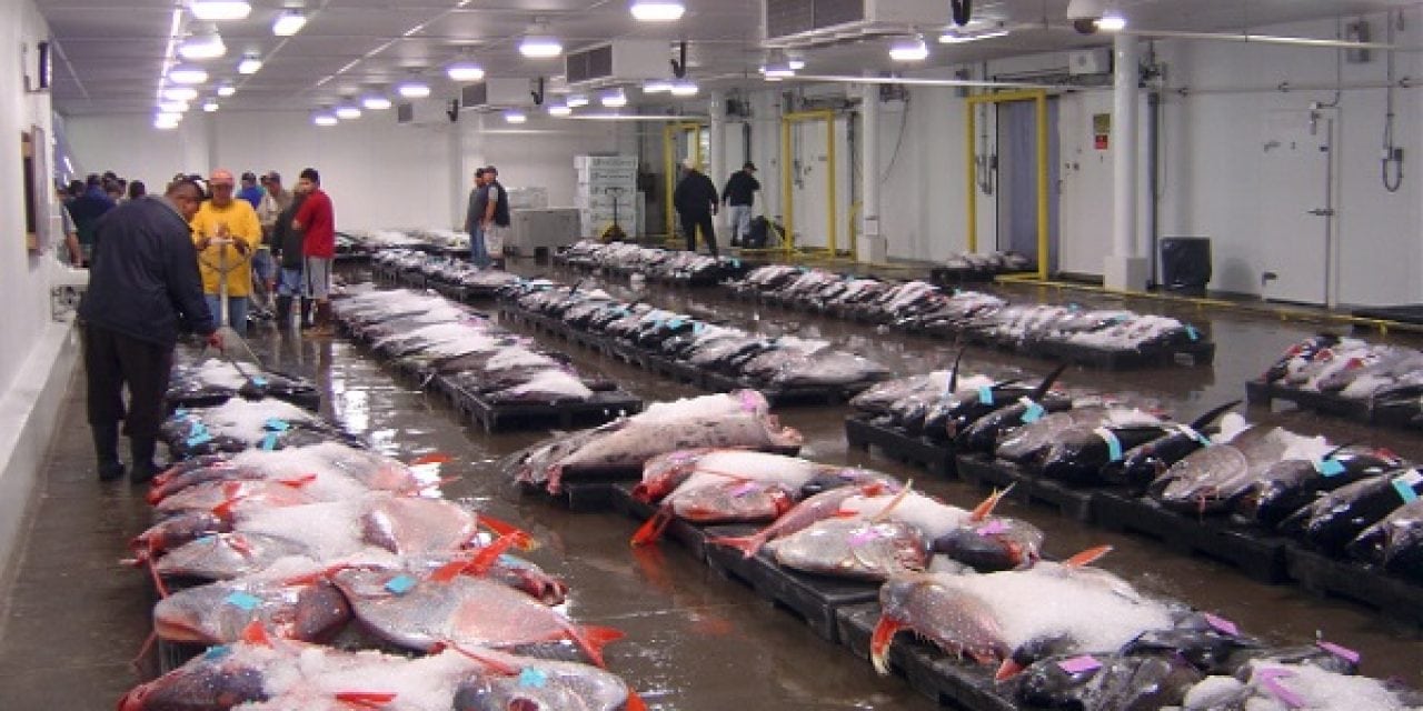 Clues at Fish Auction Reveal Several New Species of Opah