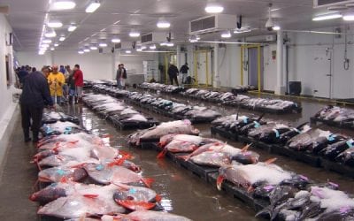 Clues at Fish Auction Reveal Several New Species of Opah