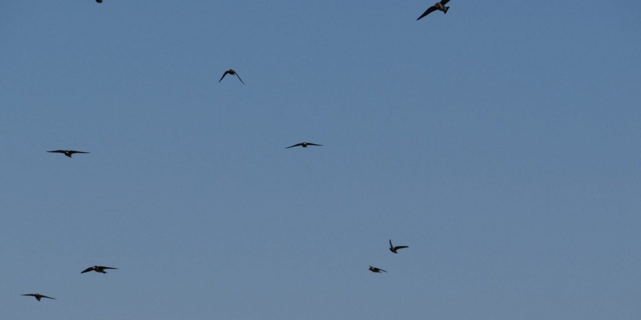 Cool Cliff Swallows (Of The Big Papio And Beyond)