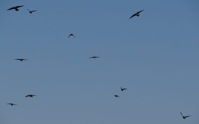 Cool Cliff Swallows (Of The Big Papio And Beyond)