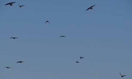 Cool Cliff Swallows (Of The Big Papio And Beyond)