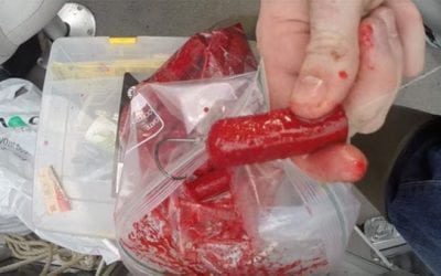 Create Your Own Catfish Bait with Hot Dogs and Jello