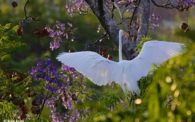 Creative Freedom: Sony RX10 IV