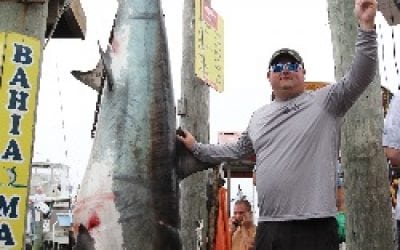 Giant thresher shark
