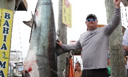 Giant thresher shark