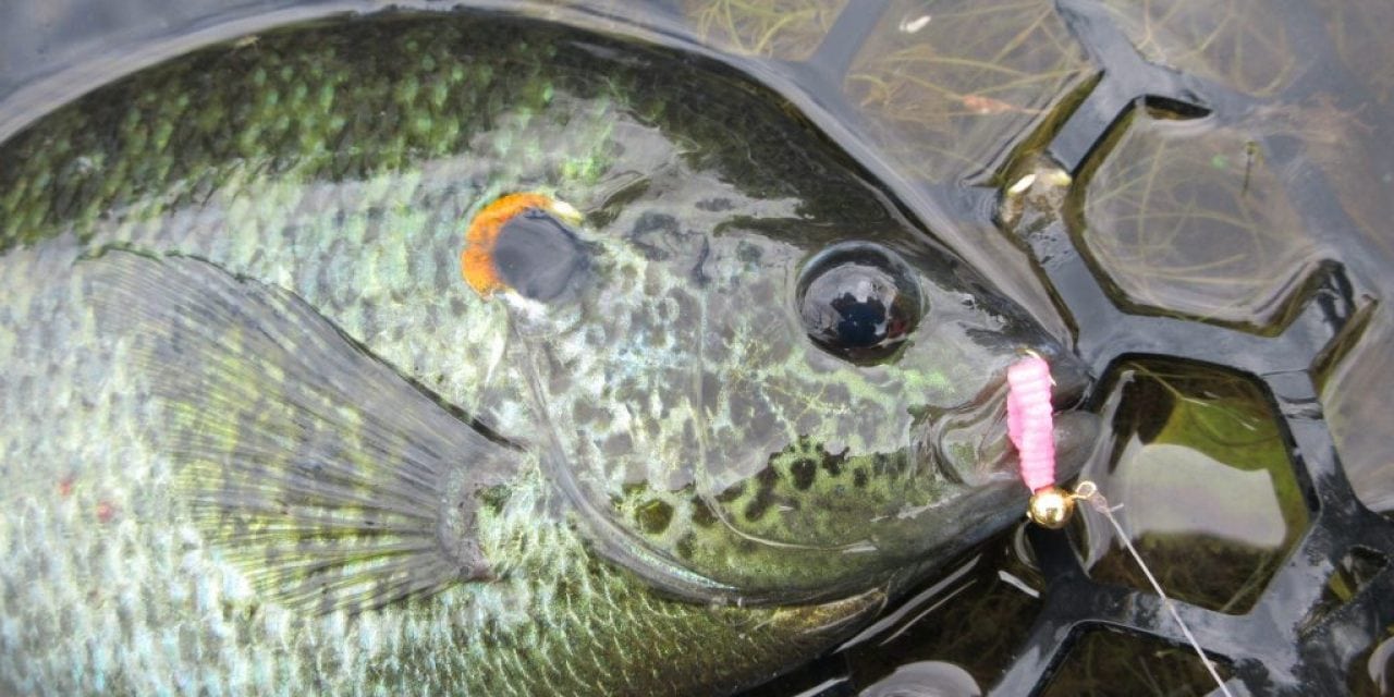 Guillermo Goes Fishing!