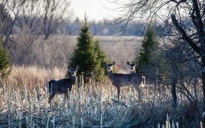 Here’s What Worries Us About the Latest CWD Map