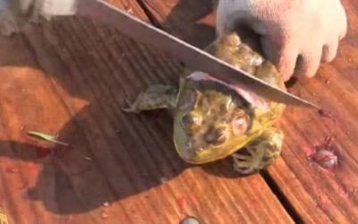 How to Clean Frogs for the Table the Easy Way