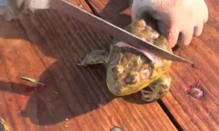 How to Clean Frogs for the Table the Easy Way