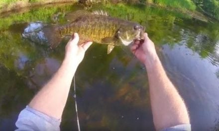How to Fish Public Streams for Bronzebacks With Ultra-Light Gear