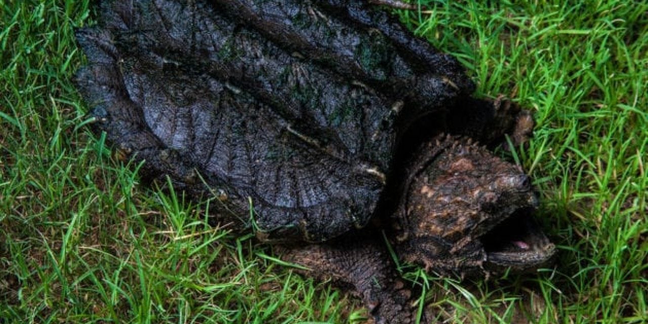 Human Finger Found Inside Alligator Snapping Turtle