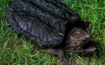 Human Finger Found Inside Alligator Snapping Turtle