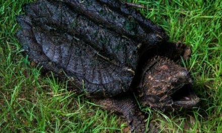 Human Finger Found Inside Alligator Snapping Turtle