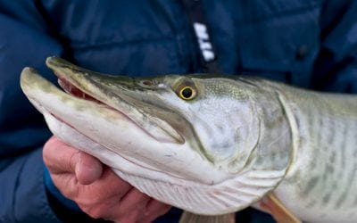 In Minnesota’s Great Muskie War, the anti-science crowd storms the field