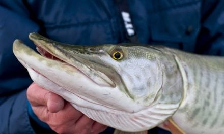 In Minnesota’s Great Muskie War, the anti-science crowd storms the field