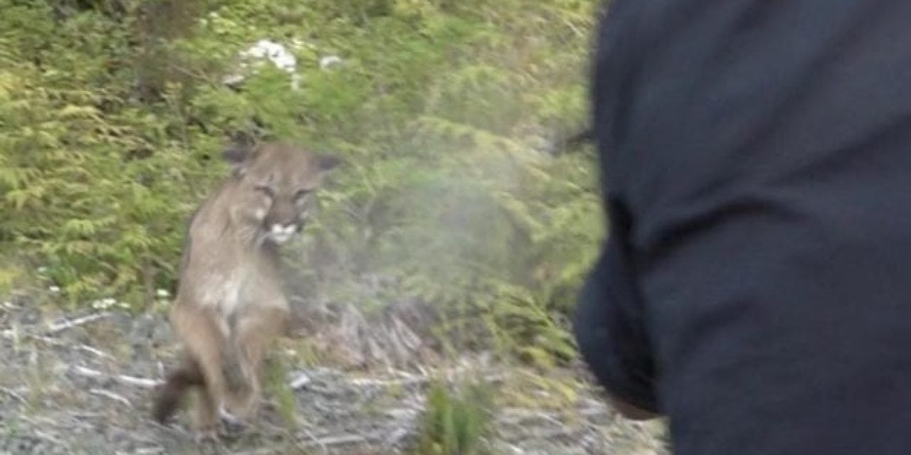 Jim Shockey’s First-Person Account of Being Attacked By a Cougar