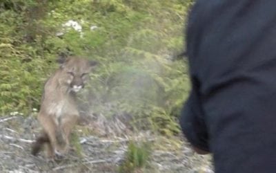 Jim Shockey’s First-Person Account of Being Attacked By a Cougar