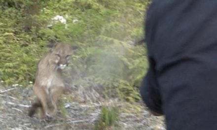 Jim Shockey’s First-Person Account of Being Attacked By a Cougar