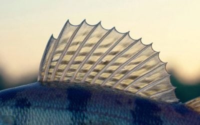 Lake Erie Walleye is Said to Be Awesome This Year