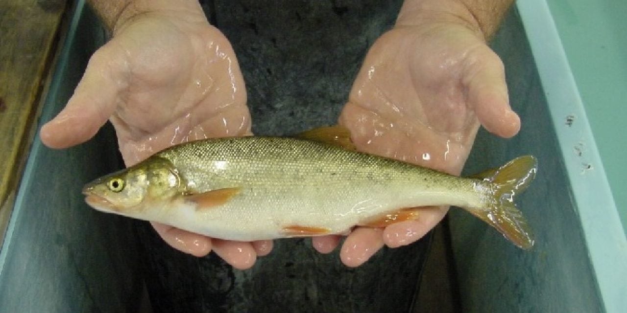 Listed the Headwater Chub & Roundtail Chub as Threatened?
