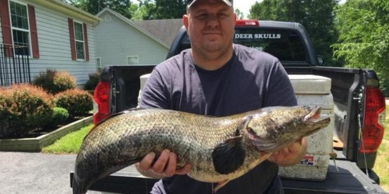 Maryland Has a New Snakehead Record