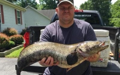 Maryland Has a New Snakehead Record