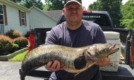 Maryland Has a New Snakehead Record