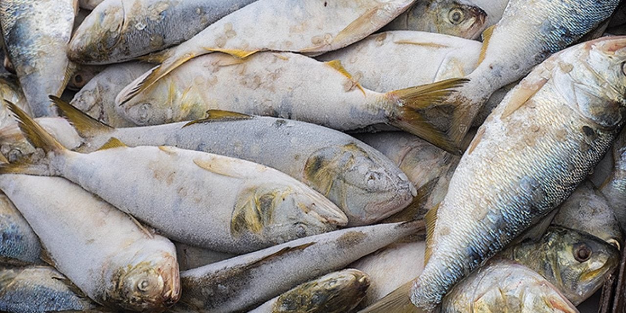 Menhaden Fight Brewing In The Bay