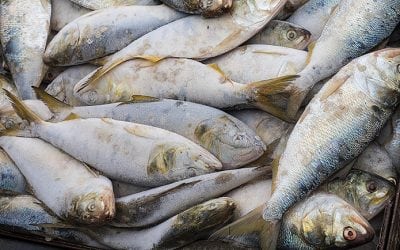 Menhaden Fight Brewing In The Bay