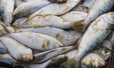 Menhaden Fight Brewing In The Bay