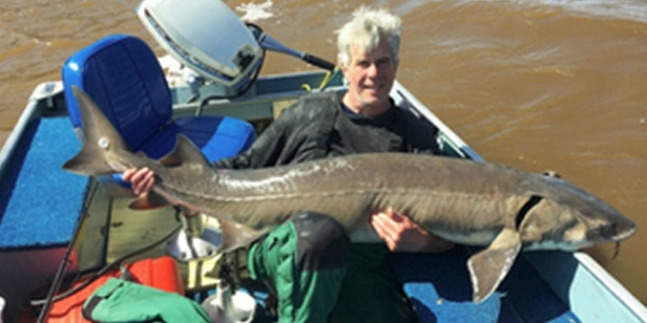 New Catch-and-Release Record Lake Sturgeon