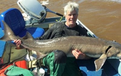 New Catch-and-Release Record Lake Sturgeon