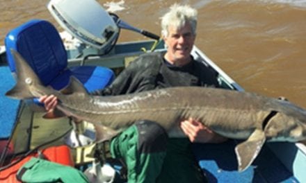 New Catch-and-Release Record Lake Sturgeon