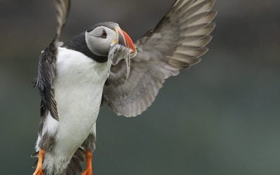 Photo Of The Day By Bill Boswell