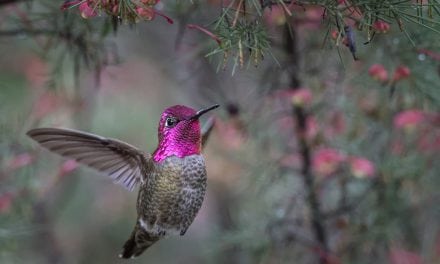 Photo Of The Day By Brad Lewis