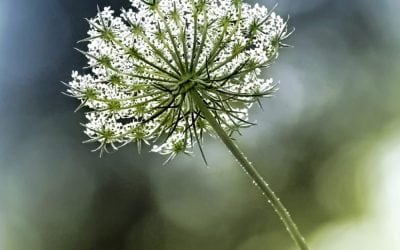 Photo Of The Day By Carolyn Derstine