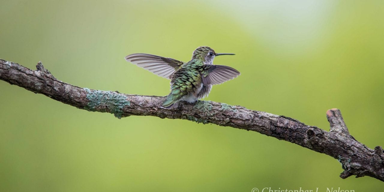 Photo Of The Day By Christopher Nelson