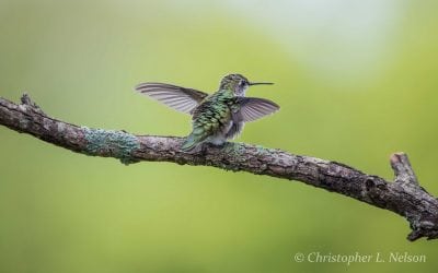 Photo Of The Day By Christopher Nelson