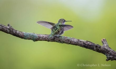 Photo Of The Day By Christopher Nelson