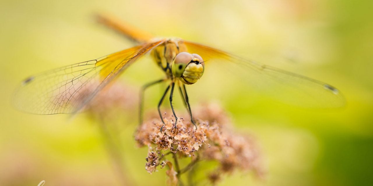 Photo Of The Day By Cindy L Photography