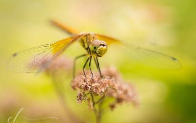 Photo Of The Day By Cindy L Photography