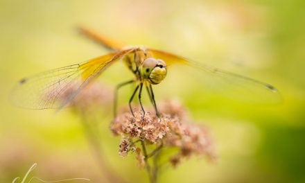 Photo Of The Day By Cindy L Photography